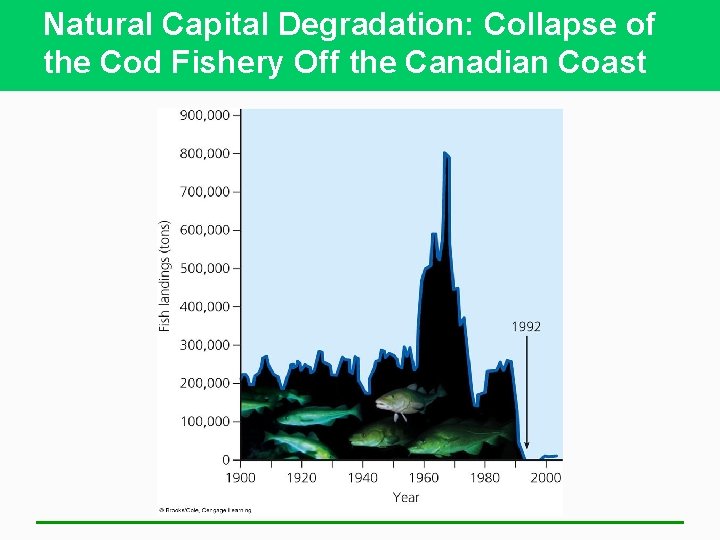 Natural Capital Degradation: Collapse of the Cod Fishery Off the Canadian Coast 