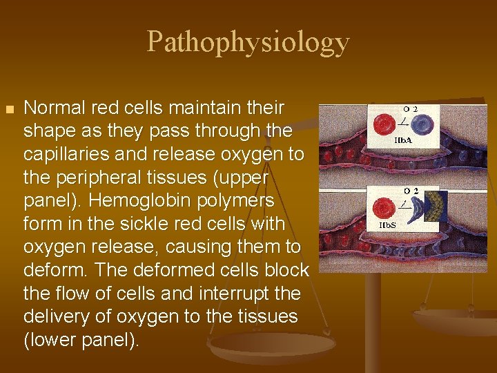 Pathophysiology n Normal red cells maintain their shape as they pass through the capillaries