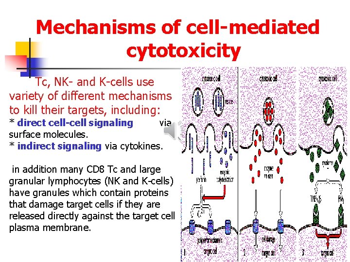 Mechanisms of cell-mediated cytotoxicity Tc, NK- and K-cells use variety of different mechanisms to