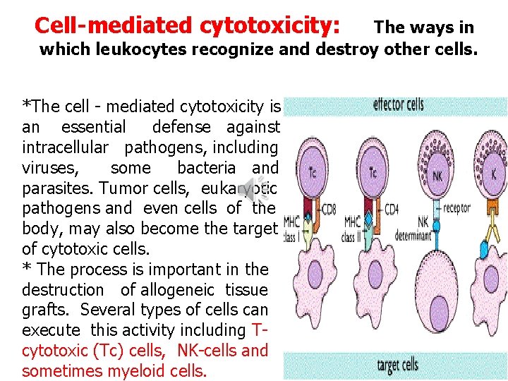 Cell-mediated cytotoxicity: The ways in which leukocytes recognize and destroy other cells. *The cell