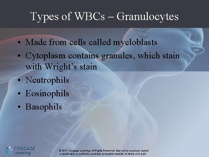 Types of WBCs – Granulocytes • Made from cells called myeloblasts • Cytoplasm contains