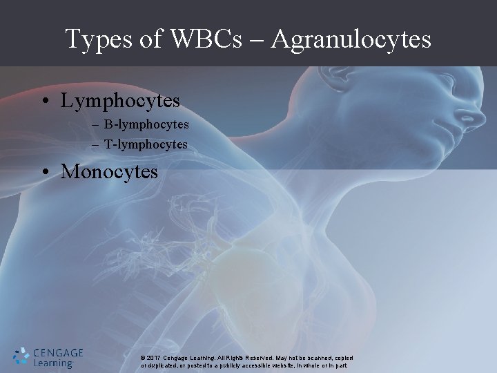 Types of WBCs – Agranulocytes • Lymphocytes – B-lymphocytes – T-lymphocytes • Monocytes ©