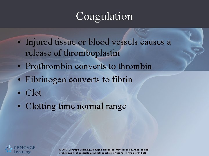 Coagulation • Injured tissue or blood vessels causes a release of thromboplastin • Prothrombin