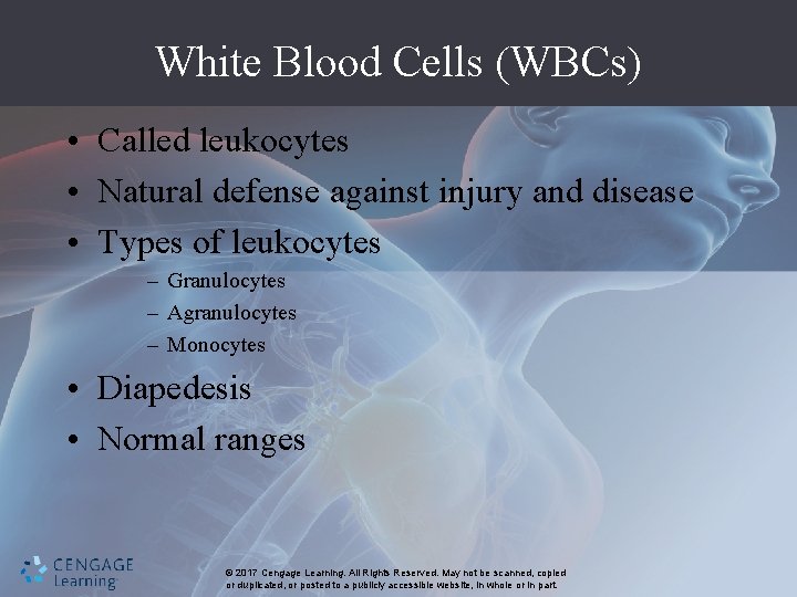 White Blood Cells (WBCs) • Called leukocytes • Natural defense against injury and disease