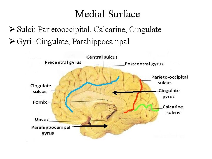 Medial Surface Ø Sulci: Parietooccipital, Calcarine, Cingulate Ø Gyri: Cingulate, Parahippocampal 