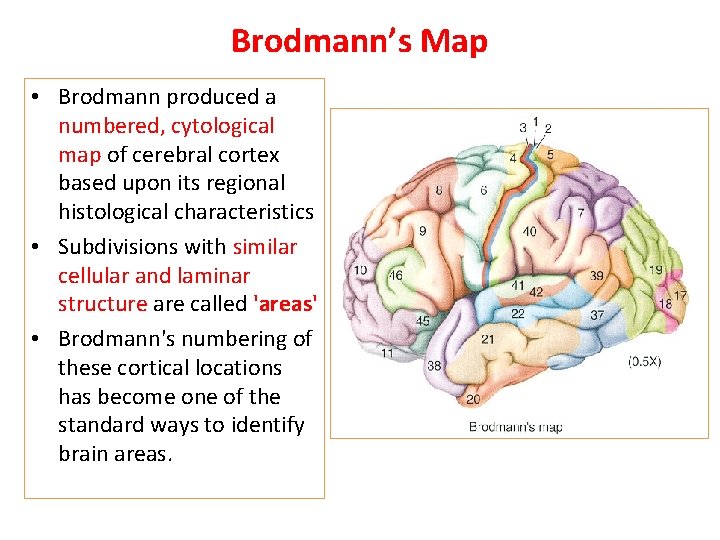 Brodmann’s Map • Brodmann produced a numbered, cytological map of cerebral cortex based upon