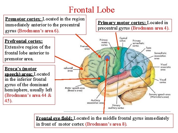 Frontal Lobe Premotor cortex: Located in the region immediately anterior to the precentral gyrus