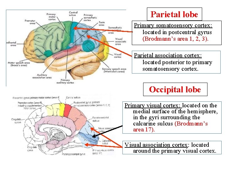 Parietal lobe Primary somatosensory cortex: located in postcentral gyrus (Brodmann’s area 1, 2, 3).