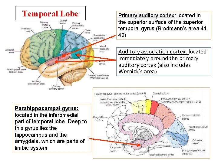 Temporal Lobe Primary auditory cortex: located in the superior surface of the superior temporal