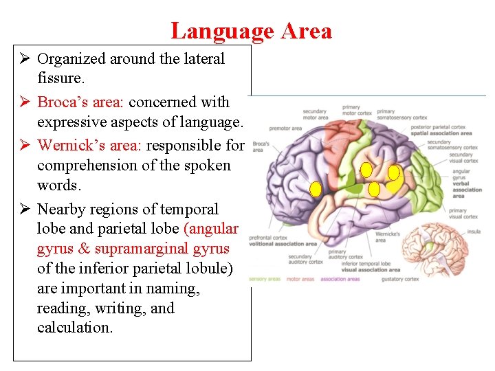 Language Area Ø Organized around the lateral fissure. Ø Broca’s area: concerned with expressive