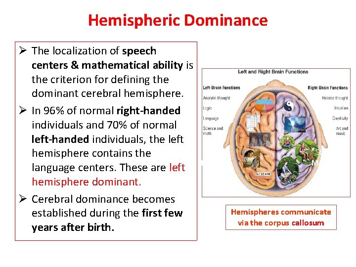 Hemispheric Dominance Ø The localization of speech centers & mathematical ability is the criterion