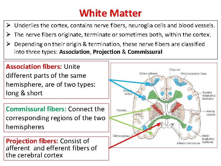 White Matter Ø Underlies the cortex, contains nerve fibers, neuroglia cells and blood vessels.