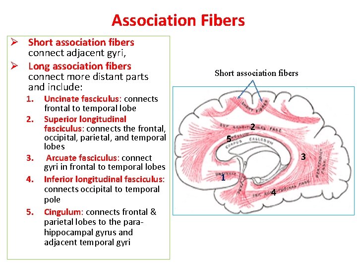 Association Fibers Ø Short association fibers connect adjacent gyri, Ø Long association fibers connect