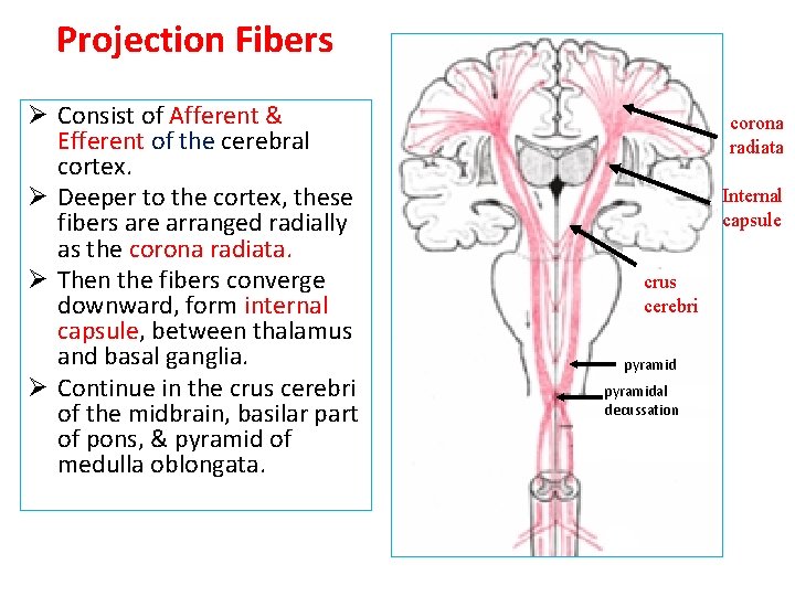 Projection Fibers Ø Consist of Afferent & Efferent of the cerebral cortex. Ø Deeper