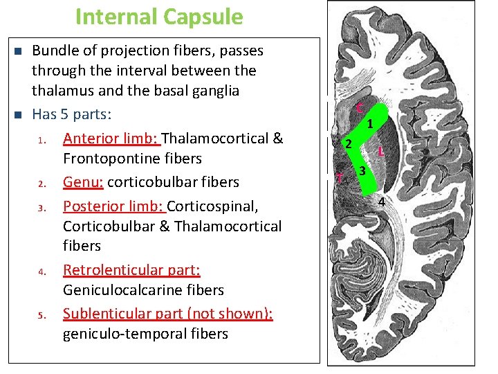 Internal Capsule n n Bundle of projection fibers, passes through the interval between the