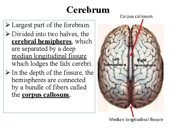 Cerebrum Ø Largest part of the forebrain. Ø Divided into two halves, the cerebral