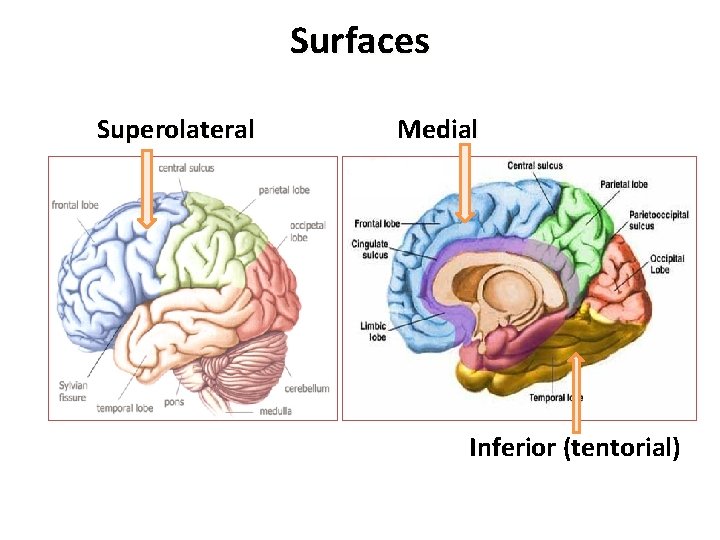 Surfaces Superolateral Medial Inferior (tentorial) 