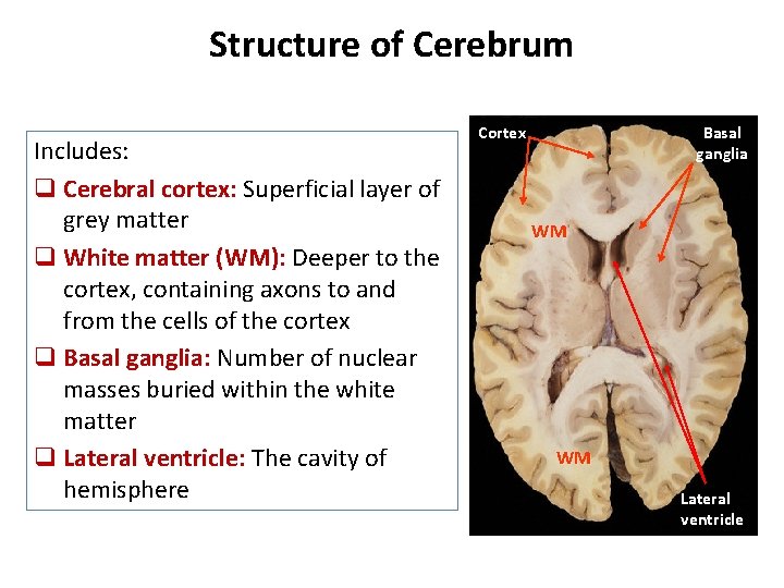 Structure of Cerebrum Includes: q Cerebral cortex: Superficial layer of grey matter q White