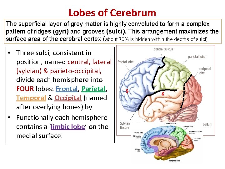 Lobes of Cerebrum The superficial layer of grey matter is highly convoluted to form