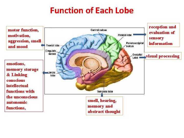 Function of Each Lobe reception and evaluation of sensory information motor function, motivation, aggression,