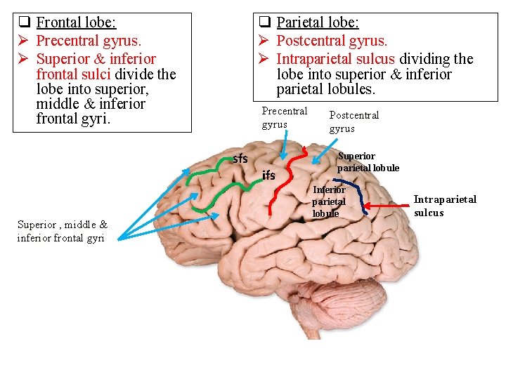 q Frontal lobe: Ø Precentral gyrus. Ø Superior & inferior frontal sulci divide the