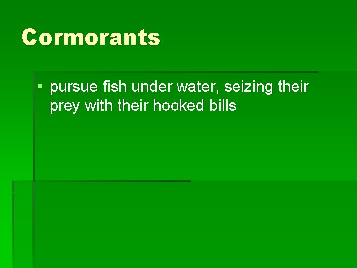 Cormorants § pursue fish under water, seizing their prey with their hooked bills 