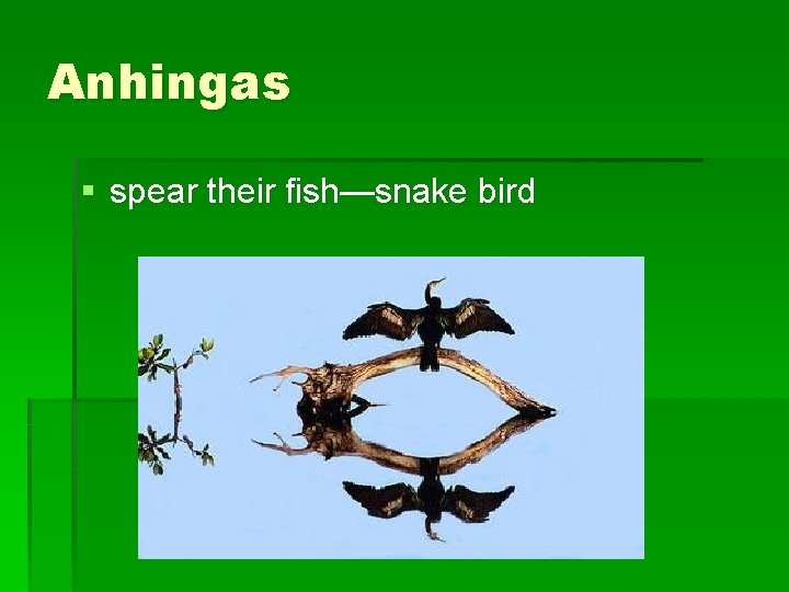 Anhingas § spear their fish—snake bird 