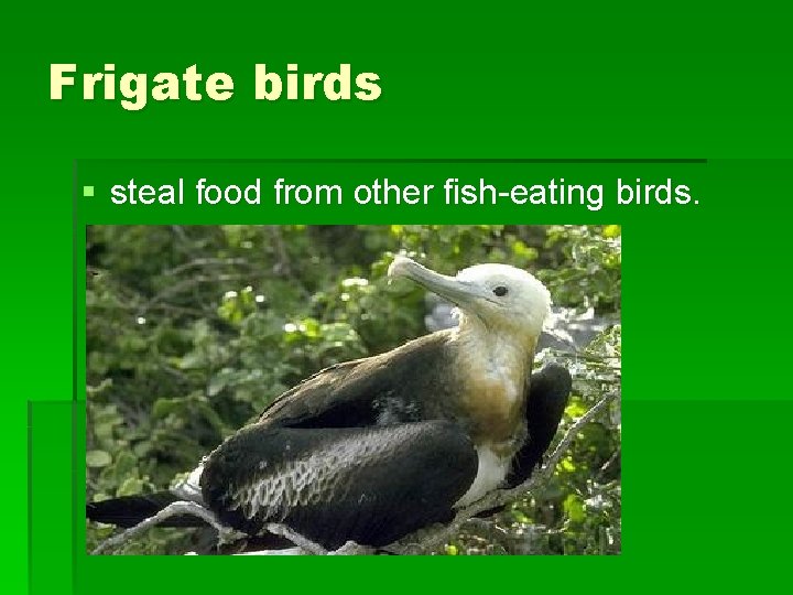 Frigate birds § steal food from other fish-eating birds. 