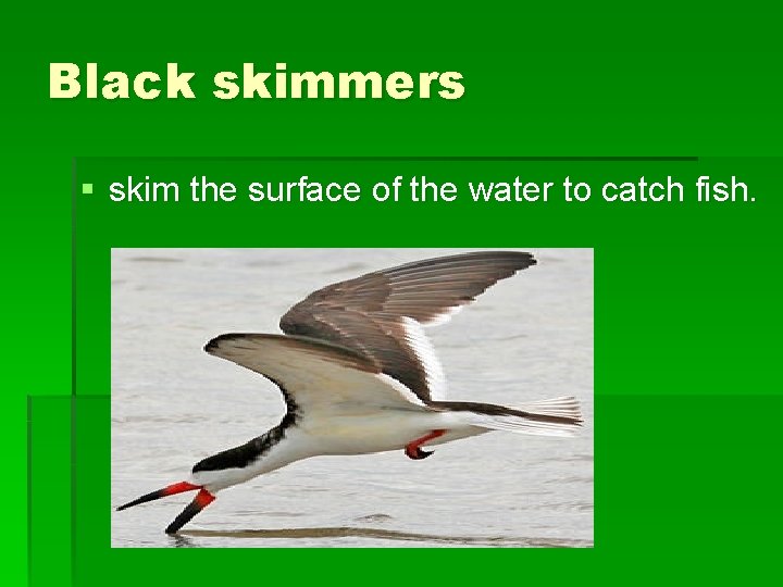 Black skimmers § skim the surface of the water to catch fish. 