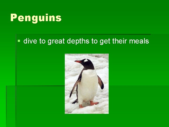 Penguins § dive to great depths to get their meals 