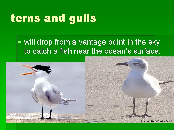 terns and gulls § will drop from a vantage point in the sky to