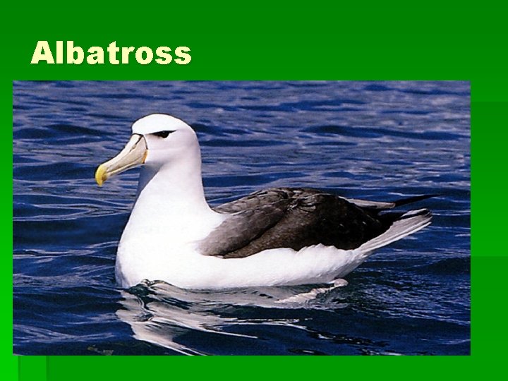 Albatross 