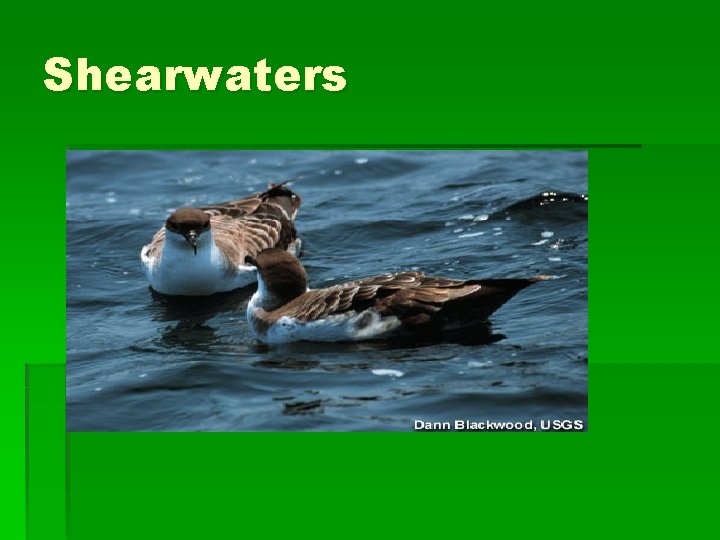 Shearwaters 