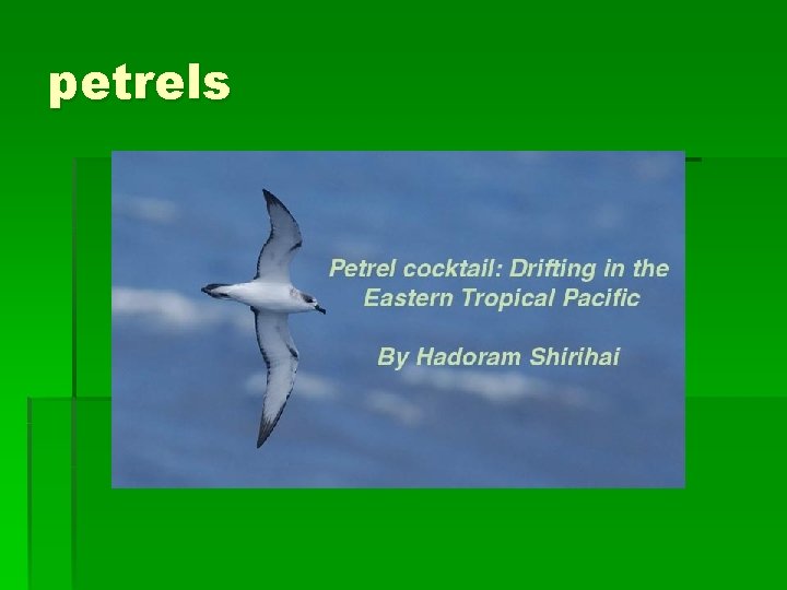 petrels 