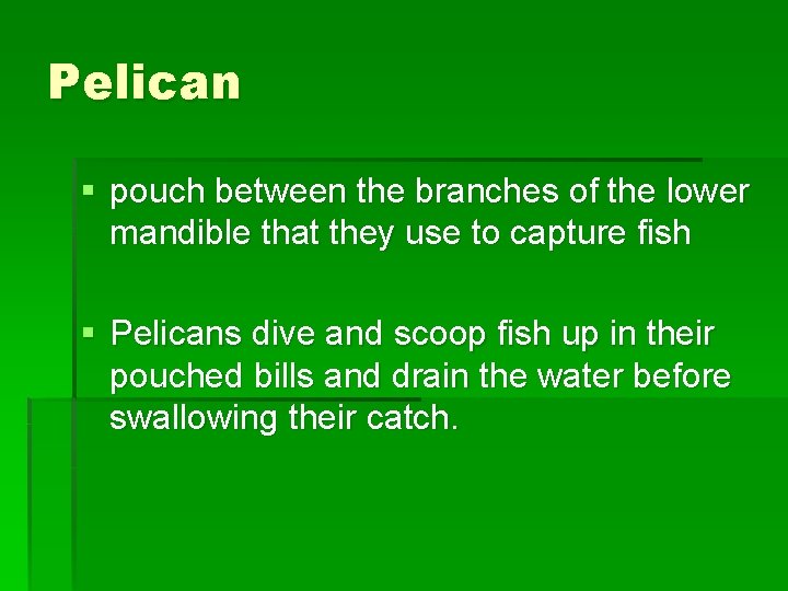Pelican § pouch between the branches of the lower mandible that they use to