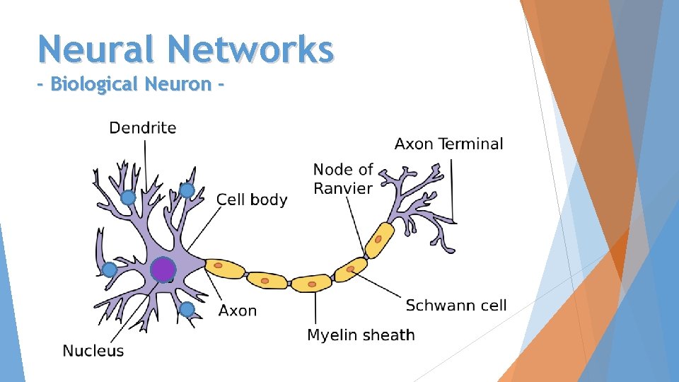 Neural Networks - Biological Neuron - 