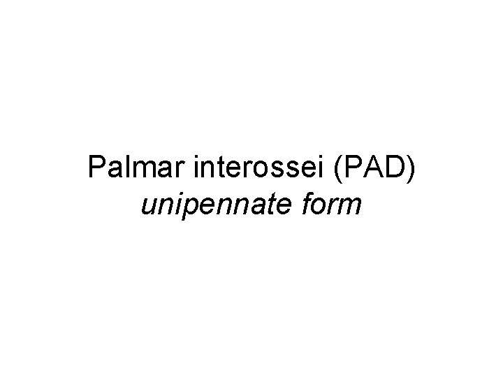 Palmar interossei (PAD) unipennate form 