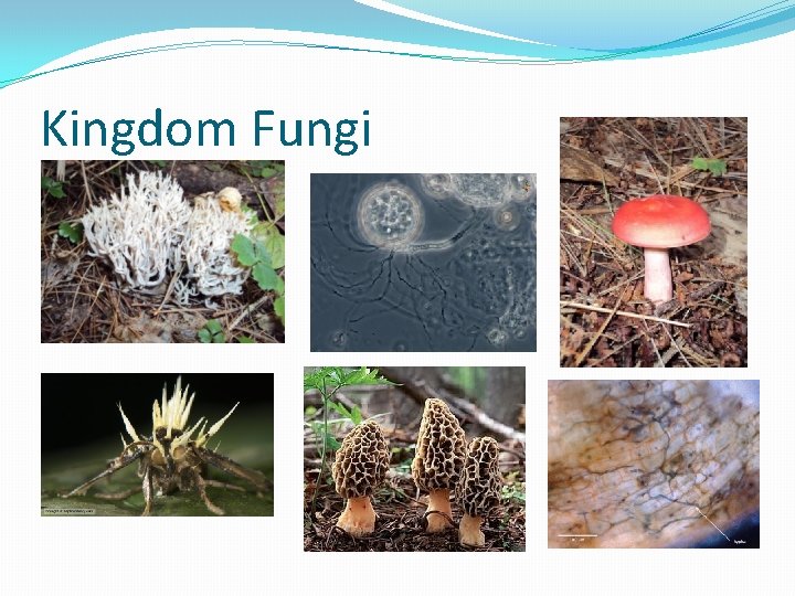 Kingdom Fungi 