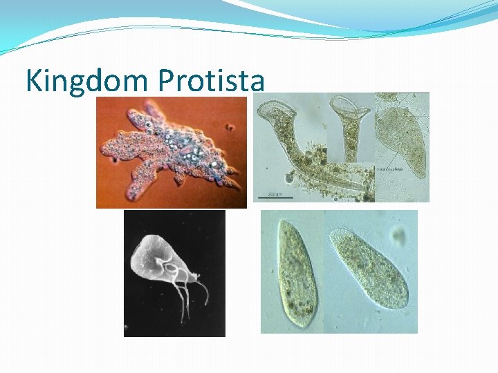 Kingdom Protista 