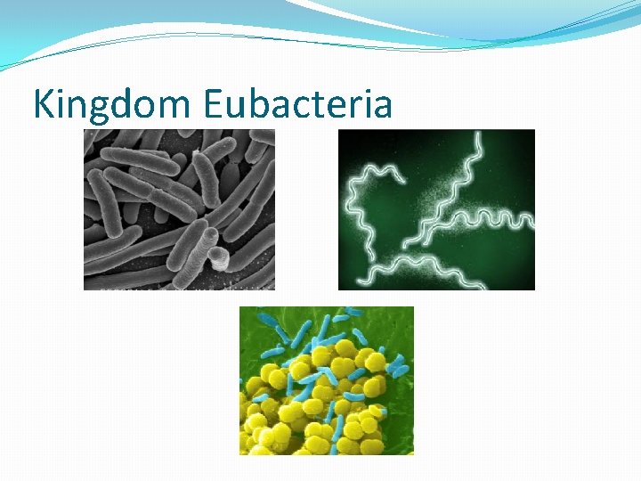 Kingdom Eubacteria 