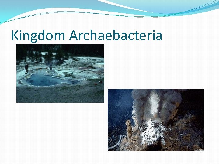 Kingdom Archaebacteria 