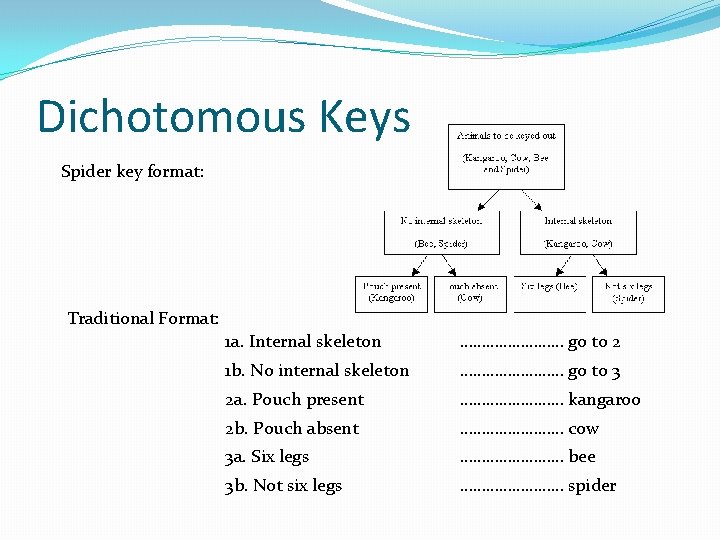 Dichotomous Keys Spider key format: Traditional Format: 1 a. Internal skeleton ………… go to