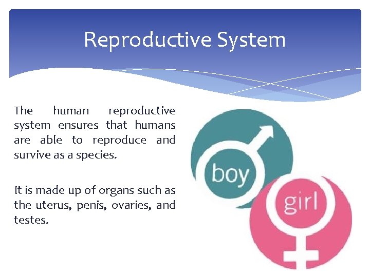 Reproductive System The human reproductive system ensures that humans are able to reproduce and