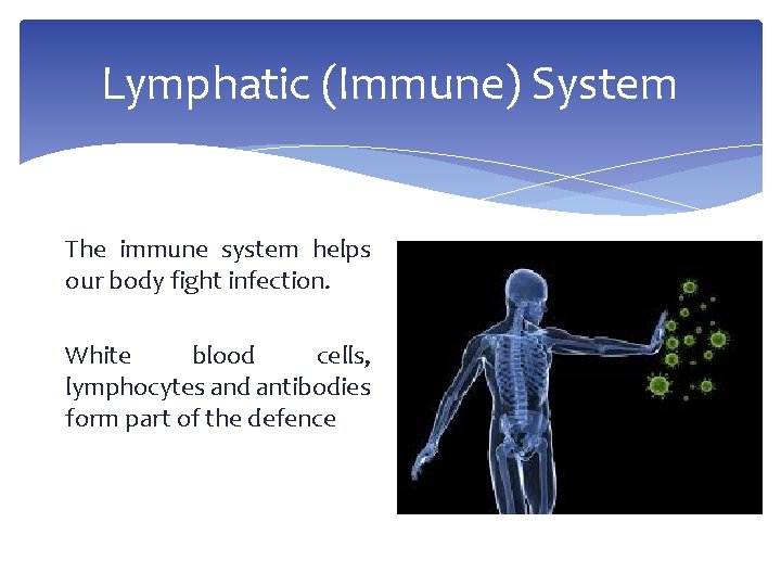Lymphatic (Immune) System The immune system helps our body fight infection. White blood cells,