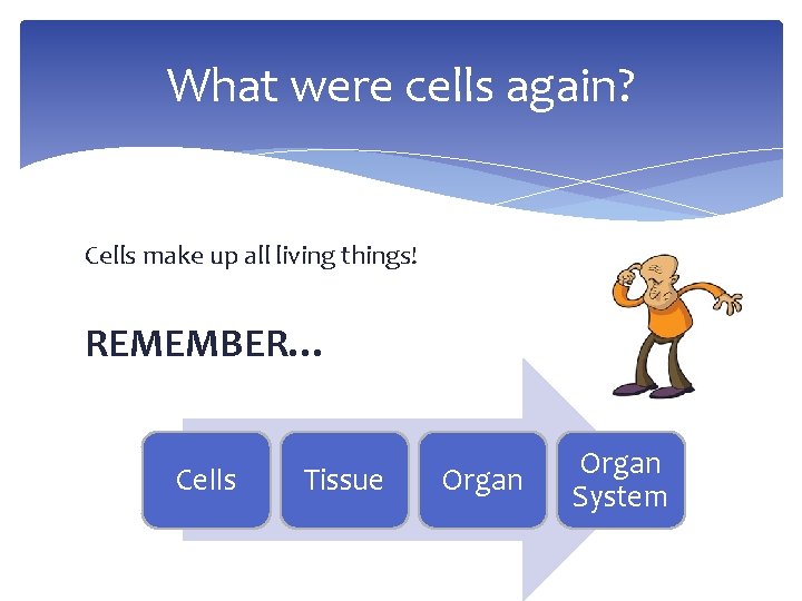 What were cells again? Cells make up all living things! REMEMBER… Cells Tissue Organ