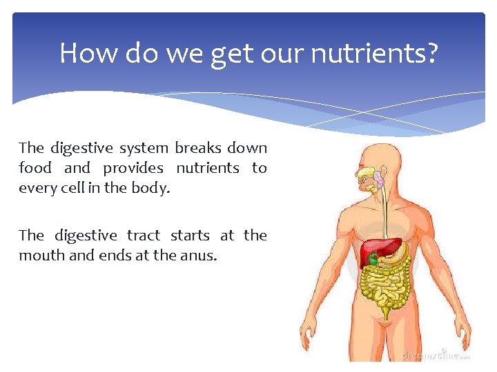 How do we get our nutrients? The digestive system breaks down food and provides