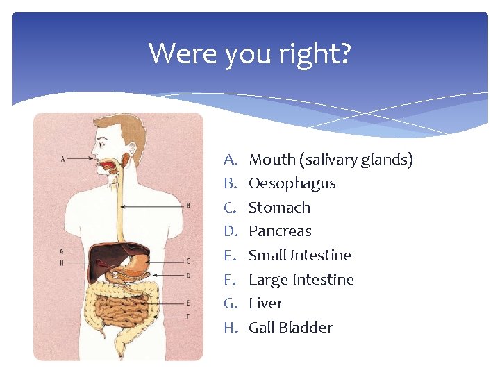 Were you right? A. B. C. D. E. F. G. H. Mouth (salivary glands)