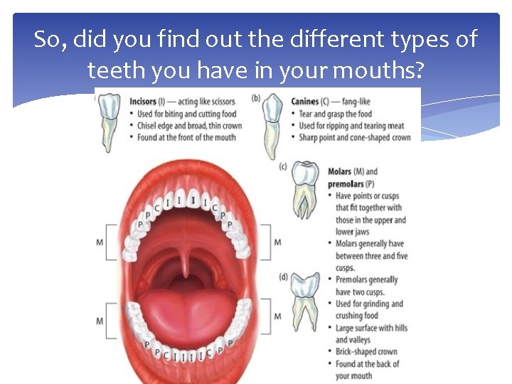 So, did you find out the different types of teeth you have in your