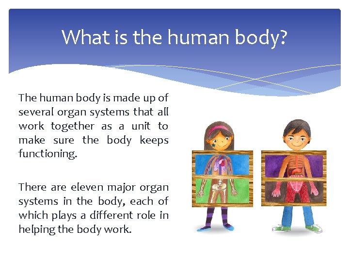 What is the human body? The human body is made up of several organ