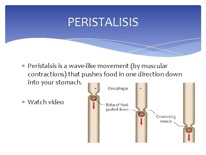 PERISTALISIS Peristalsis is a wave-like movement (by muscular contractions) that pushes food in one